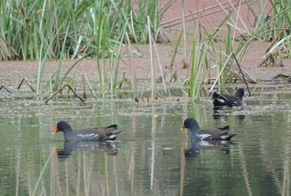 Migratory birds red crested pochard, white breasted water hen and kingfisher birds in Renuka Lake