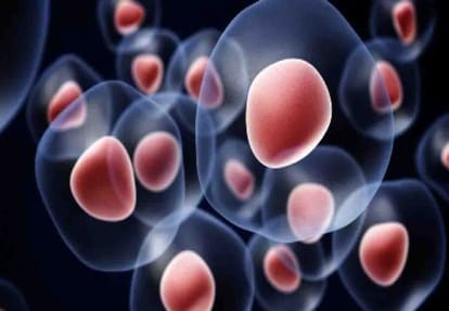 Stem cells made of bone will gave you speed in life