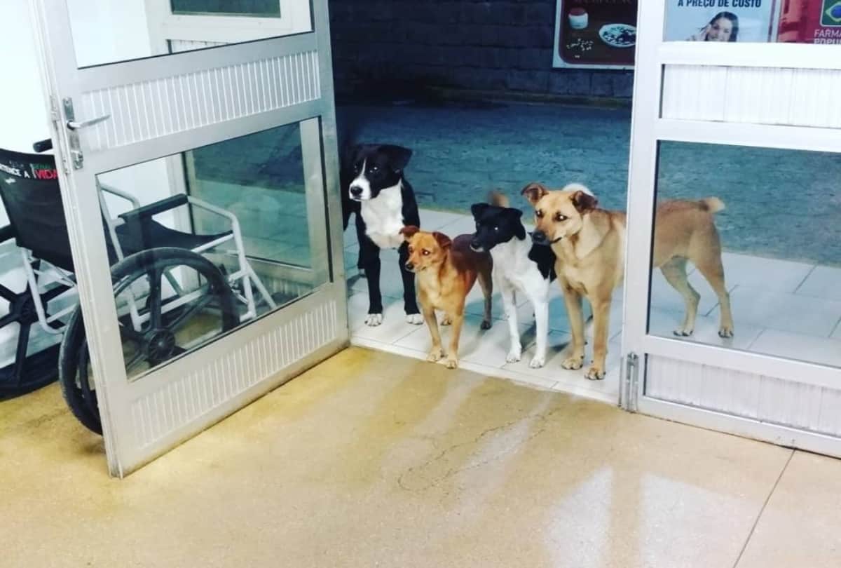 When Homeless Man was Admitted in Hospital, His Four Street dog friends waiting outside hospital