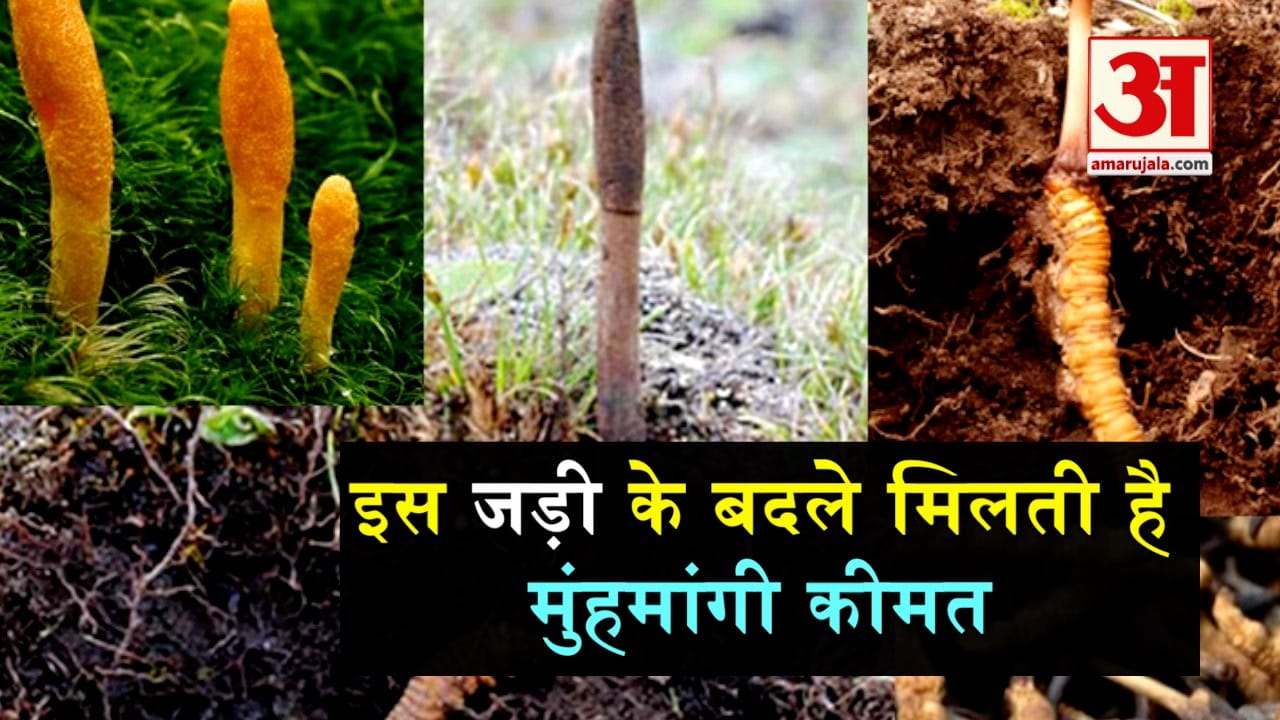 डिजाइन पिक्चर