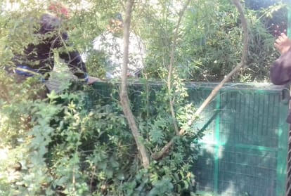 leopard spotted in the campus of private school shimla