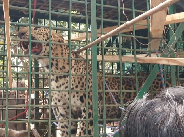 Leopard trapped in a bush caught after a severe stroke