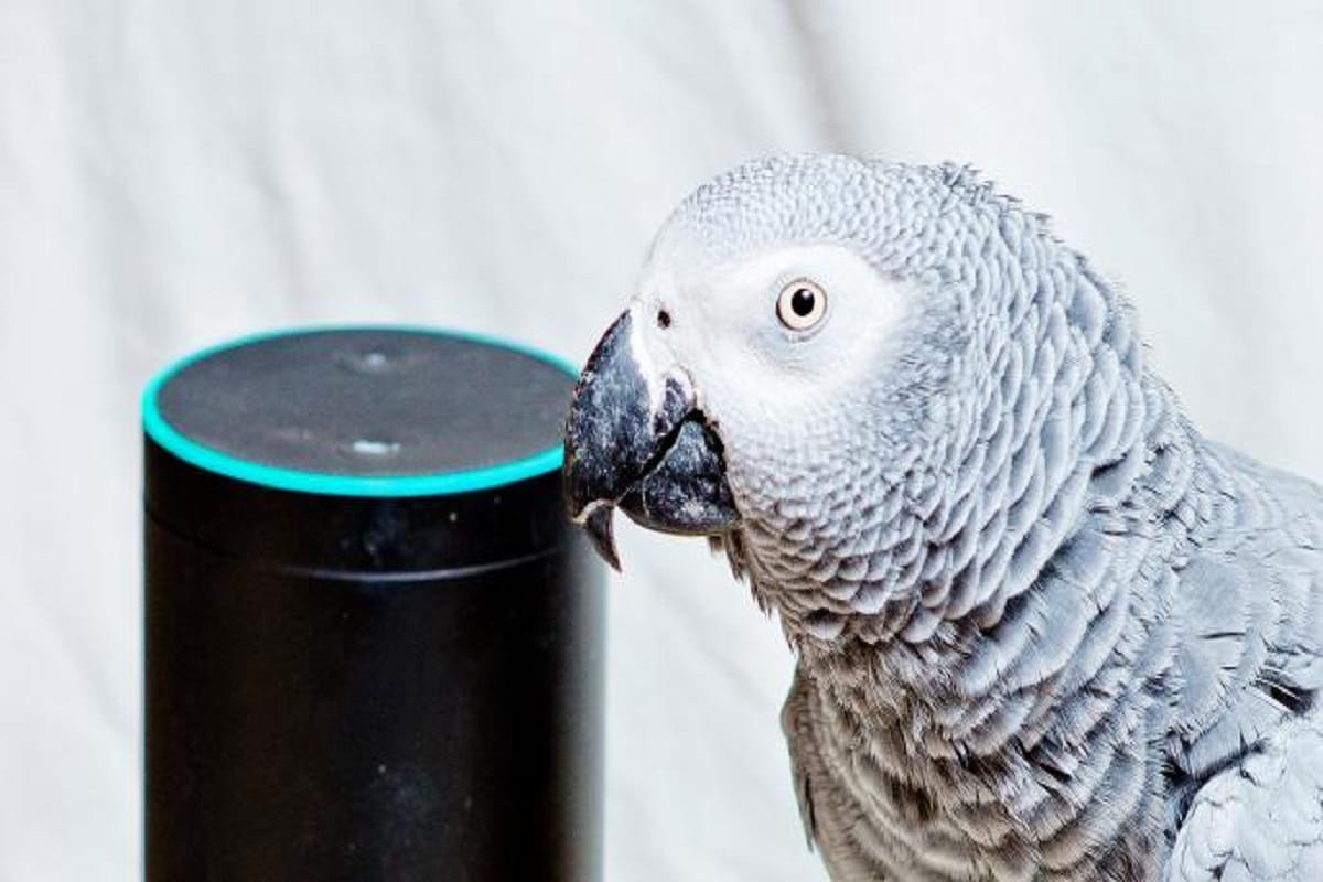 Naughty parrot buy things online using Amazon Alexa