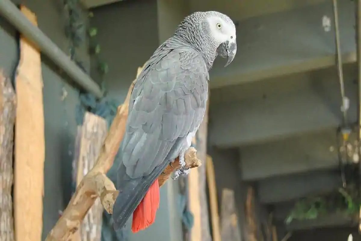Naughty parrot
