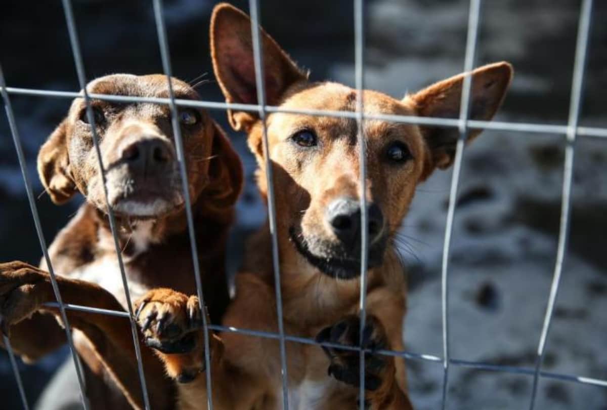When Homeless Man was Admitted in Hospital, His Four Street dog friends waiting outside hospital