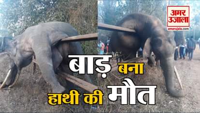 viral video of elephant death in Karnataka's Nagarhole National Park
