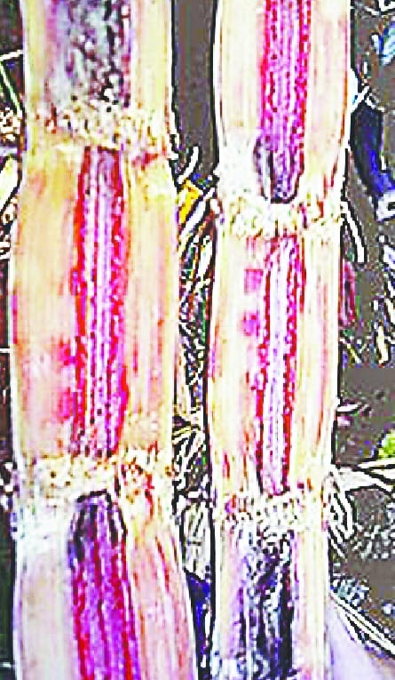 Incurable 'red rot' disease spread in 0238 species of sugarcane