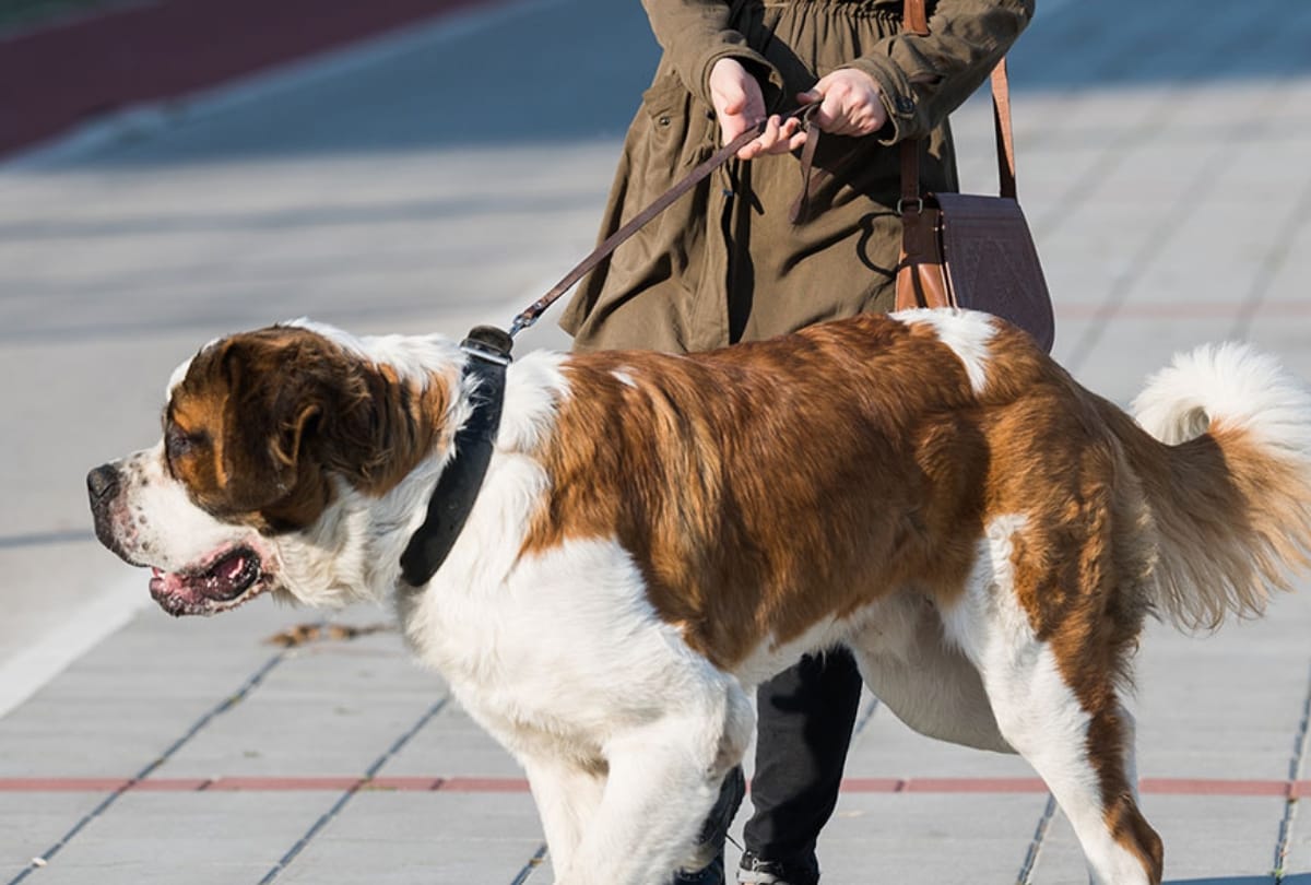 health experts tips to save life from dog bite, stray dogs