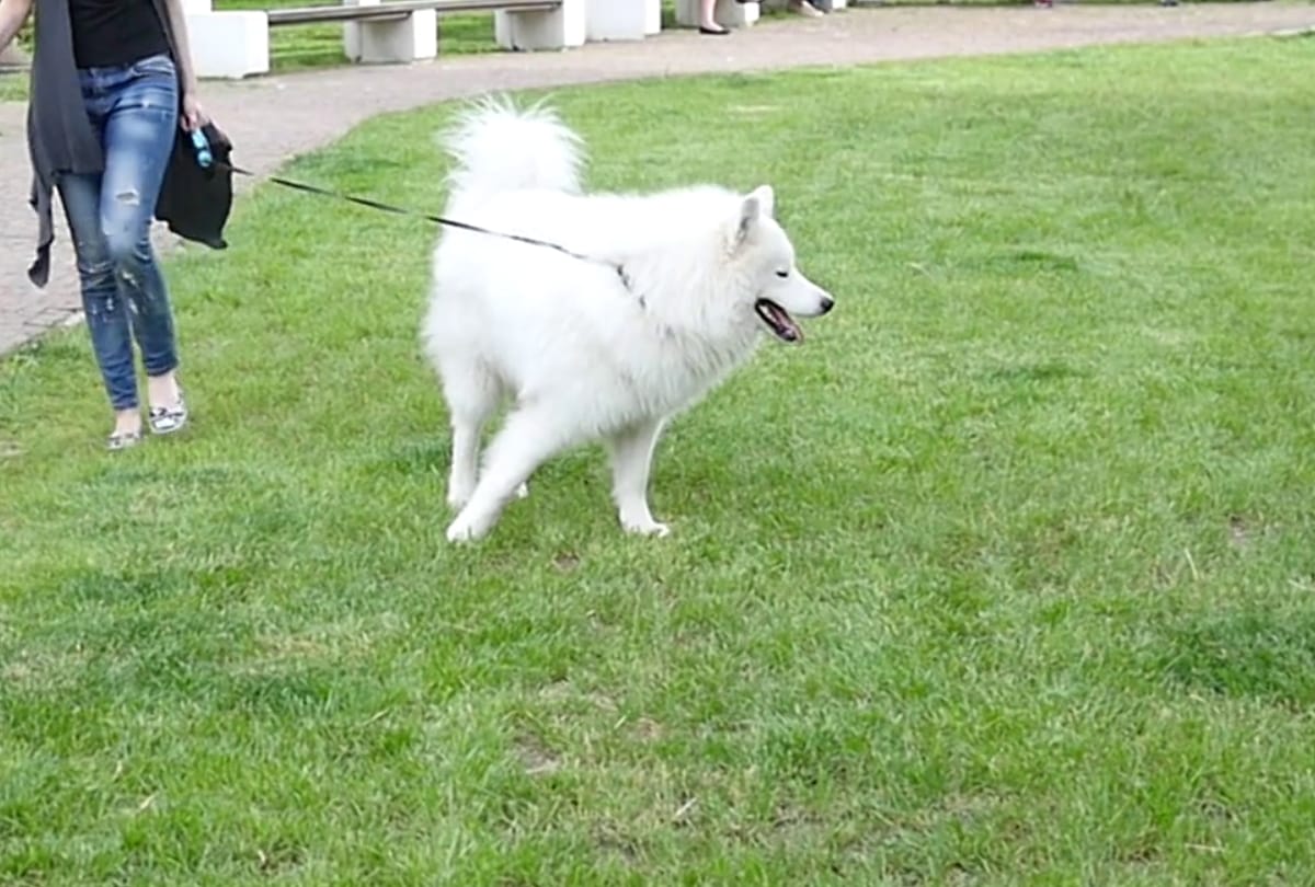 eddie collins give big rewards for his dog