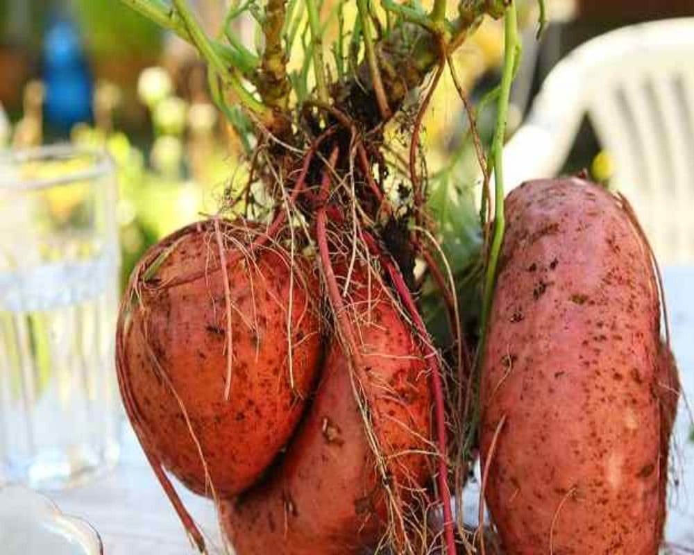 7 Anti-Aging Foods which Everyone Should Eat after the age of 40