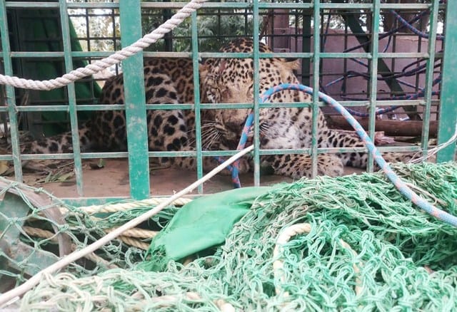 Leopard left in the northern square jungle in the night