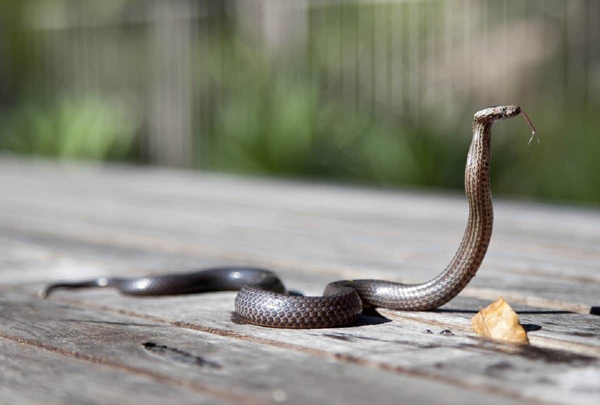 how do snakes mate and give birth