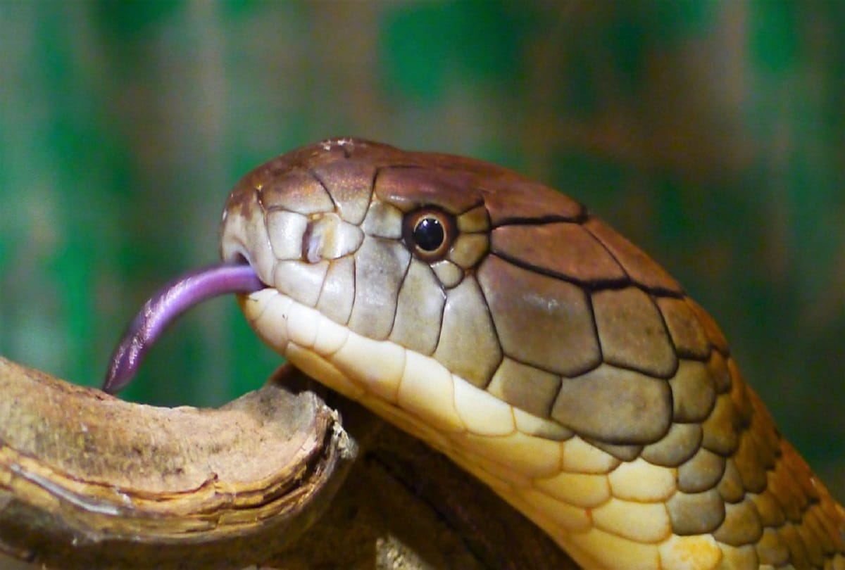 snake bite a man four time in one month in mau