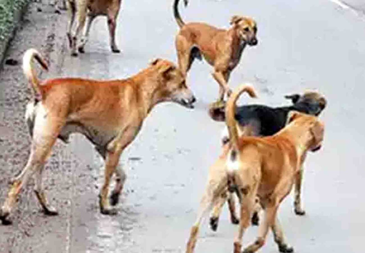 eight years old girl wounded in dogs attack