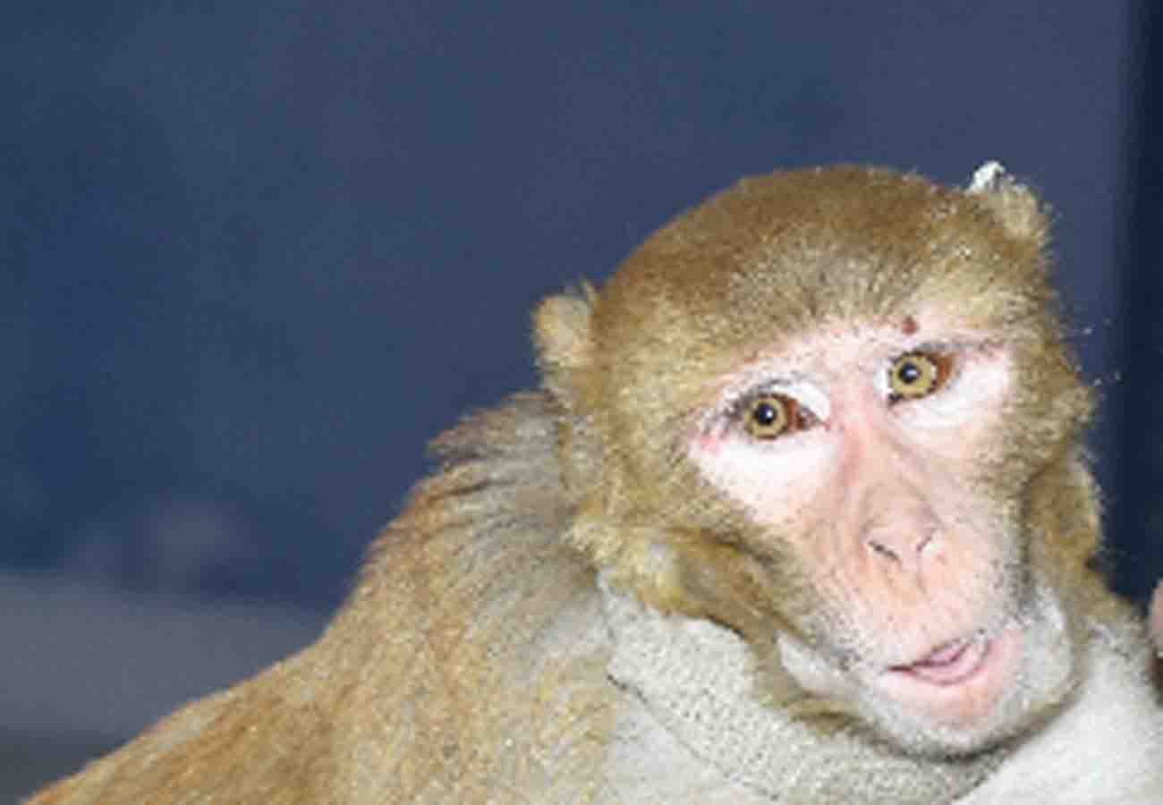 monkey came during ram naam description in a programme