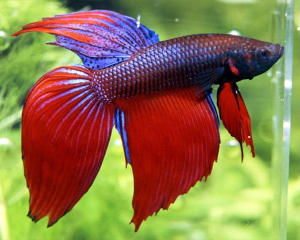 gift from fish and greedy fisheman a story