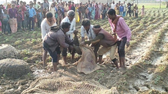 Fishing Cat in Bhaktakar village