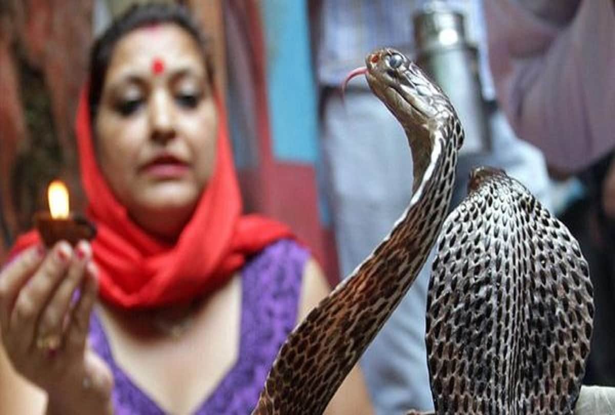 in this village of maharashtra people keep cobra snakes at home