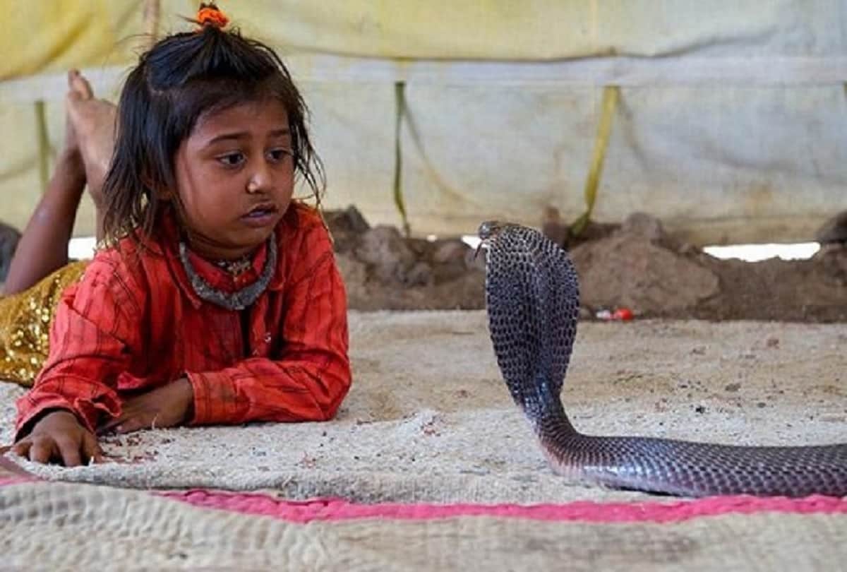 in this village of maharashtra people keep cobra snakes at home