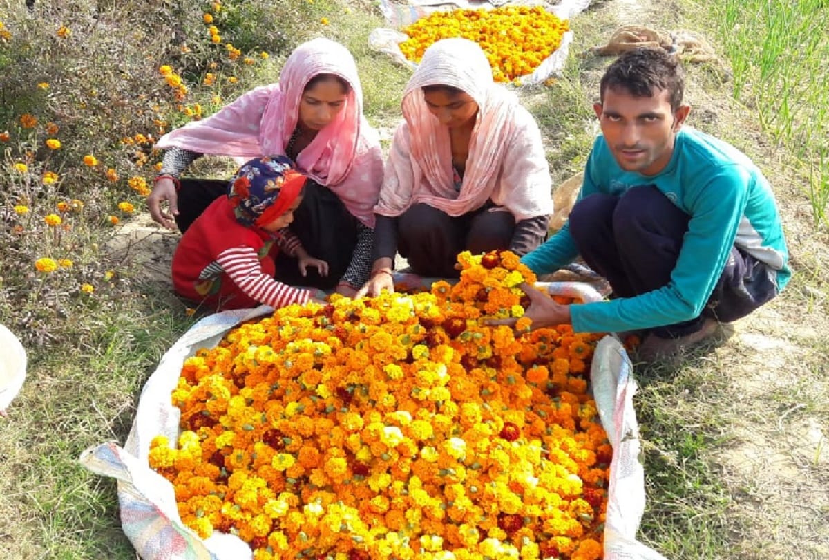 Baghpat, Yogi statement after farmers do not cultivate sugarcane, they are now cultivating flowers