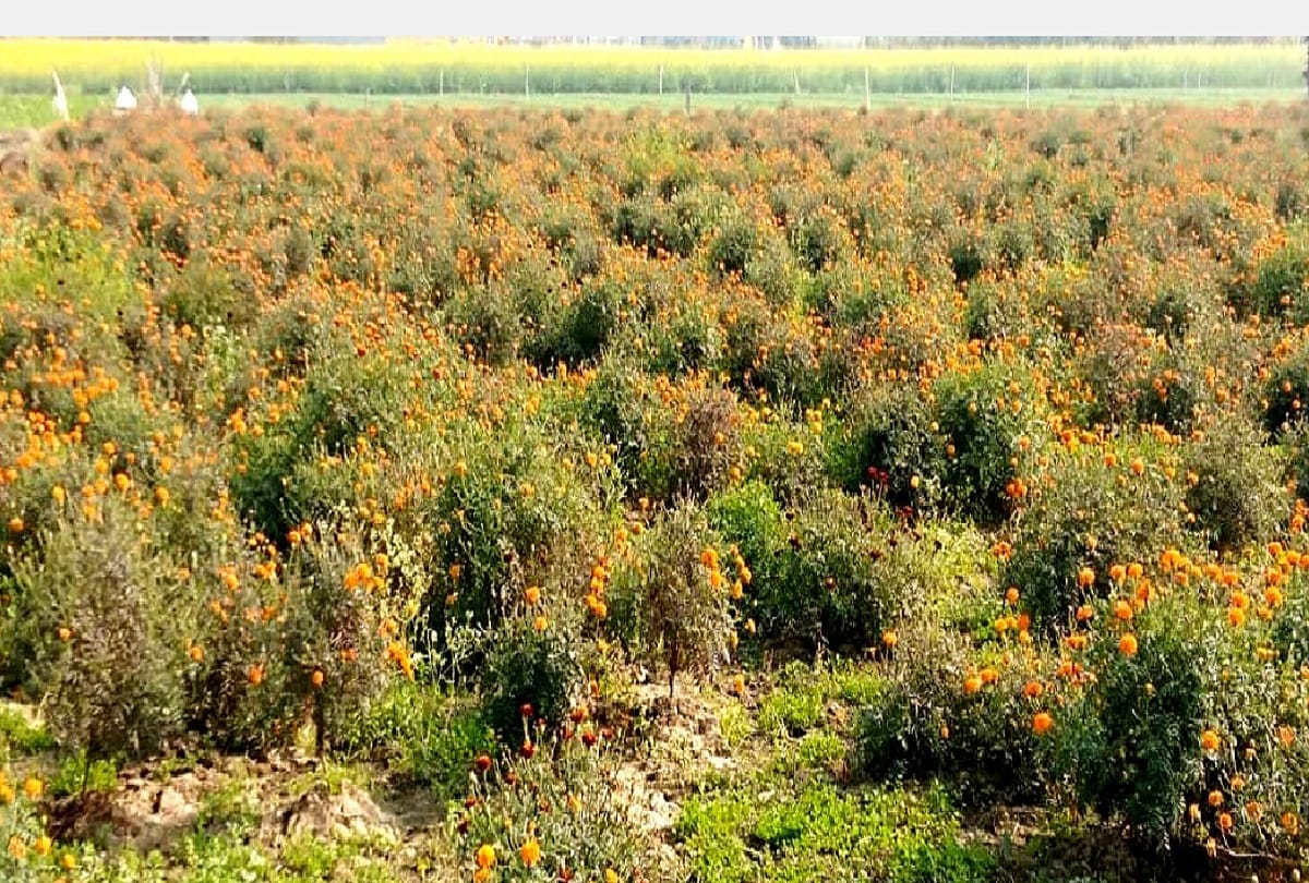 Baghpat, Yogi statement after farmers do not cultivate sugarcane, they are now cultivating flowers