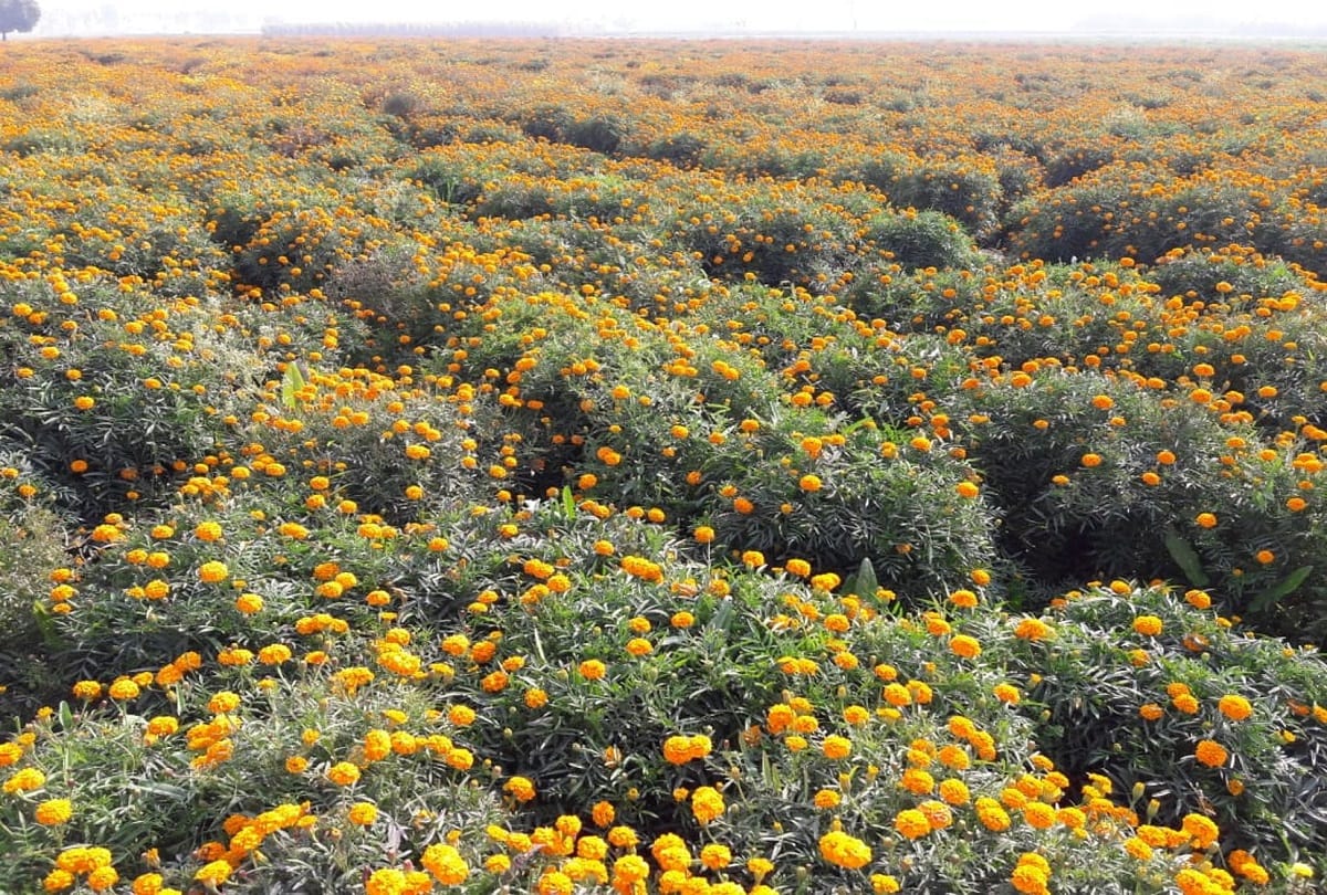 Uttarakhand: floriculture increased in the state, area of flower production increased by nine percent in 20 years
