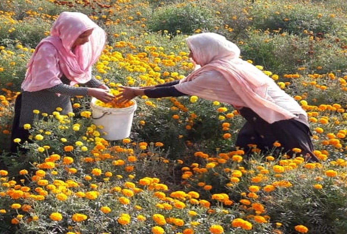Research Crops improved with pollination due to flower cultivation, income of small farmers will increase