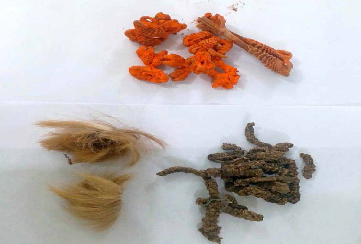 Bijnor, two brothers sold animals to wild animals, two arrested now
