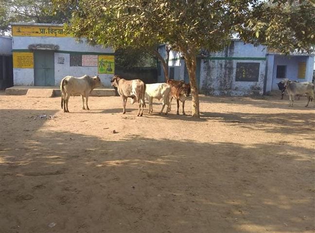 Fleet of livestock animals in primary school