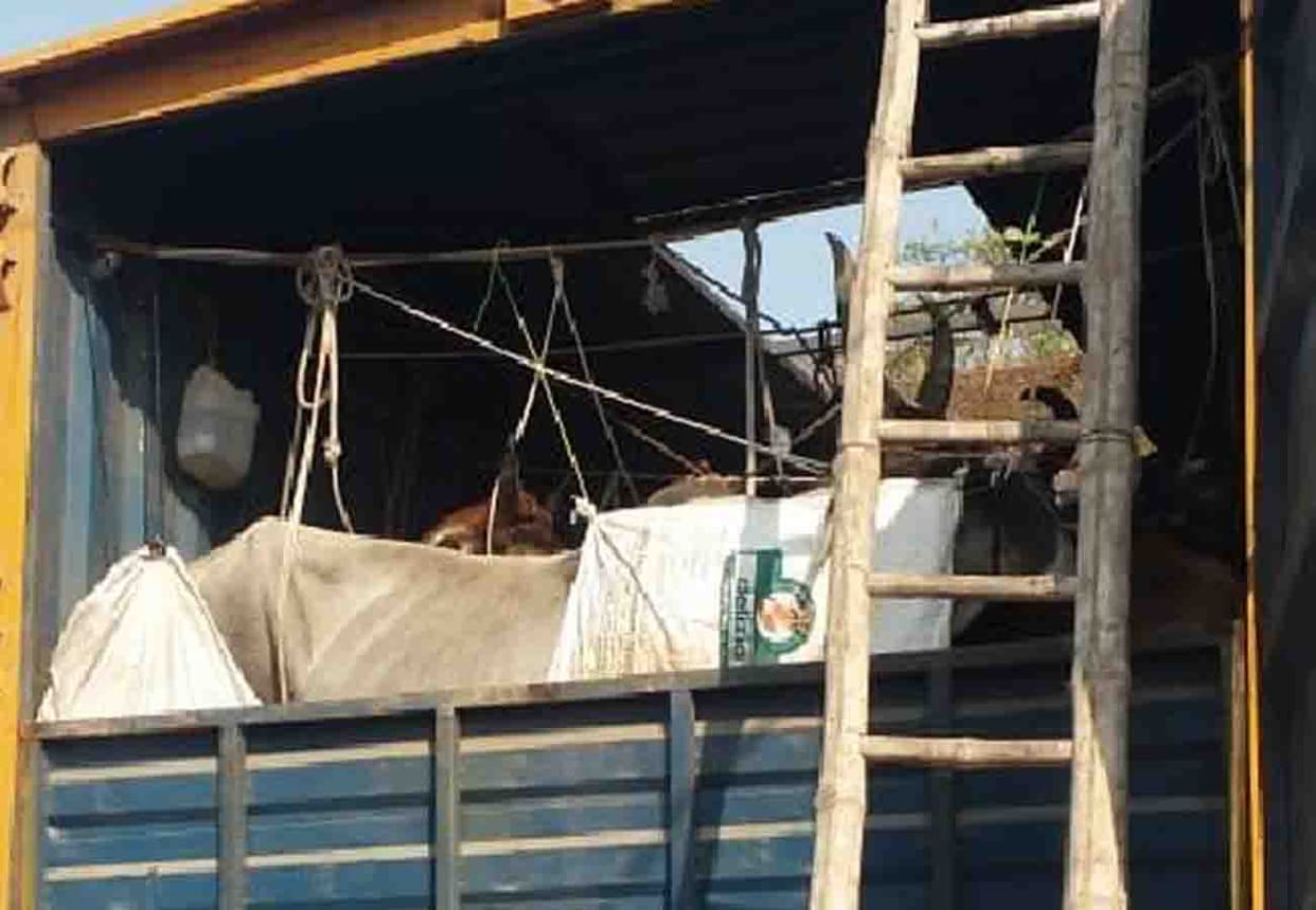 police caught truck full of cattle in unnao