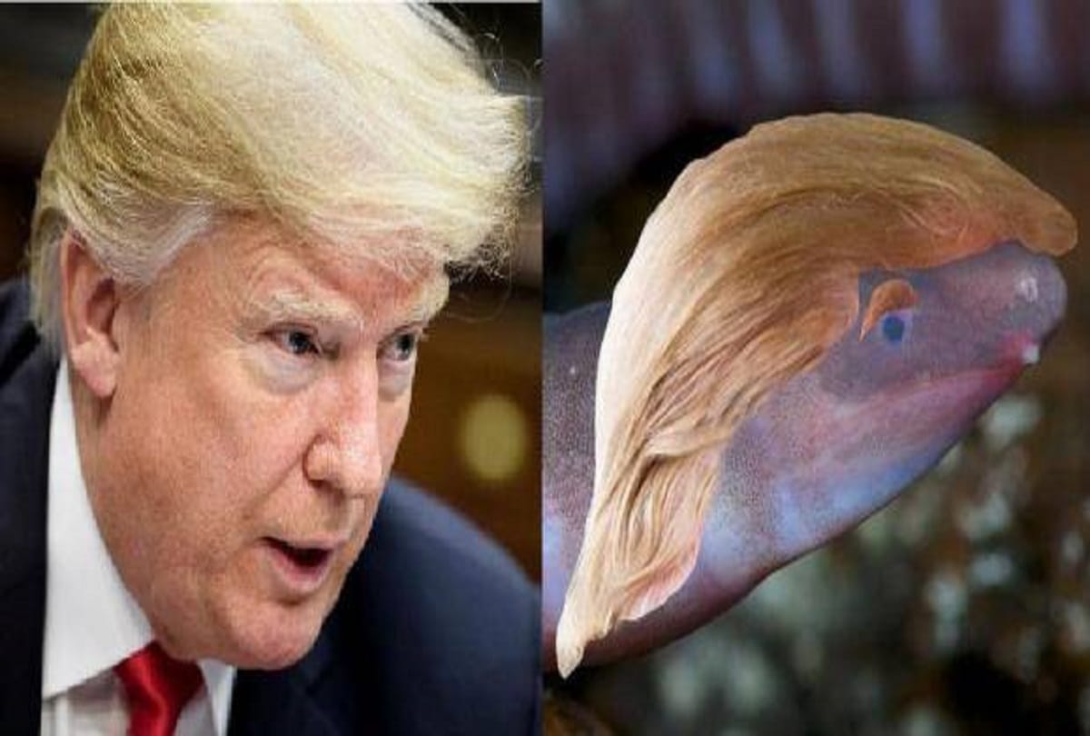 London: Blind creature named after president donald trump climate change