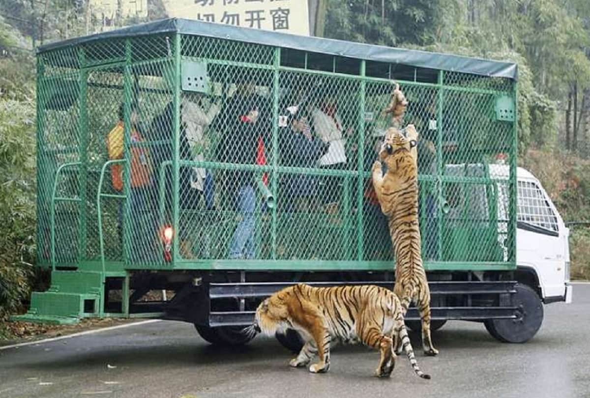 lehe ledu wildlife china Most dangerous zoo in the world