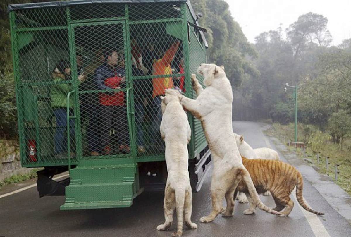 lehe ledu wildlife china Most dangerous zoo in the world