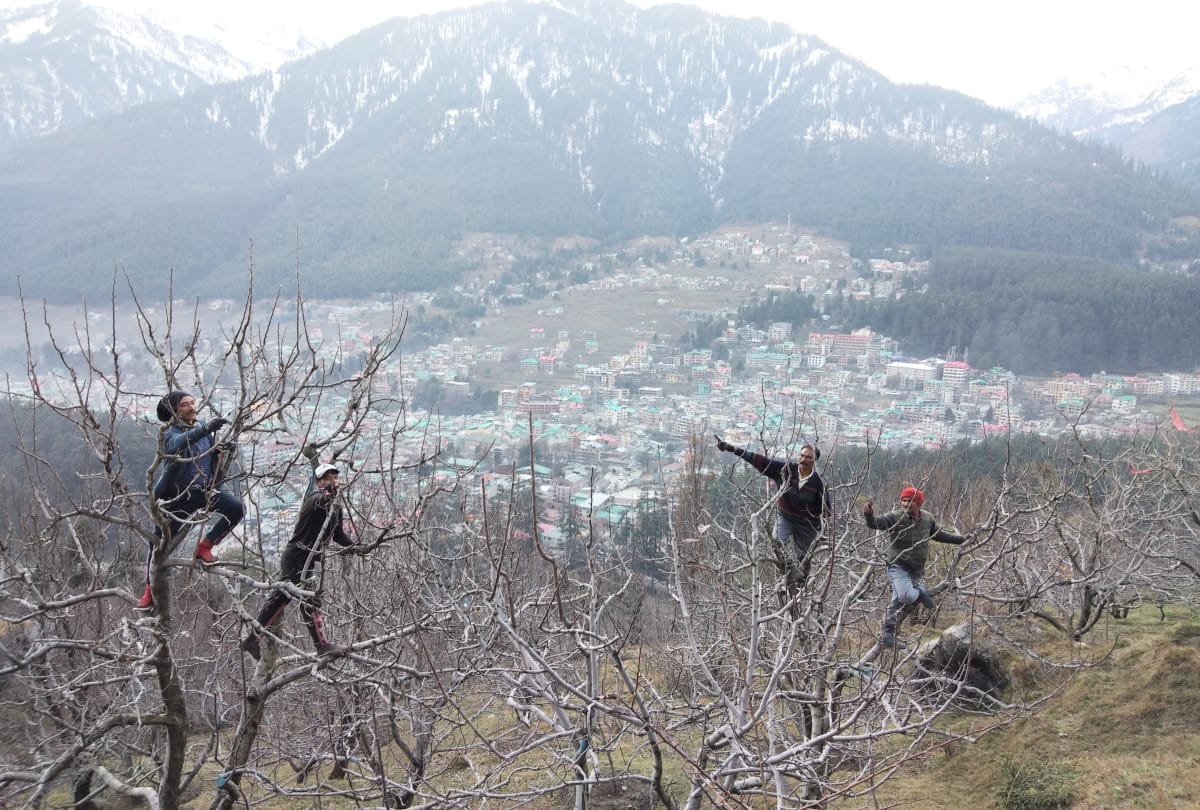 Knowledge of diseases prevention and pruning of trees in apple gardens distributed to gardeners