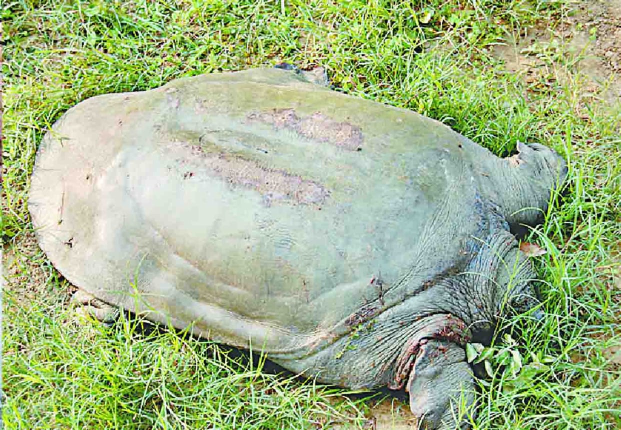 police arrested Smuggler gang with 447 Turtle