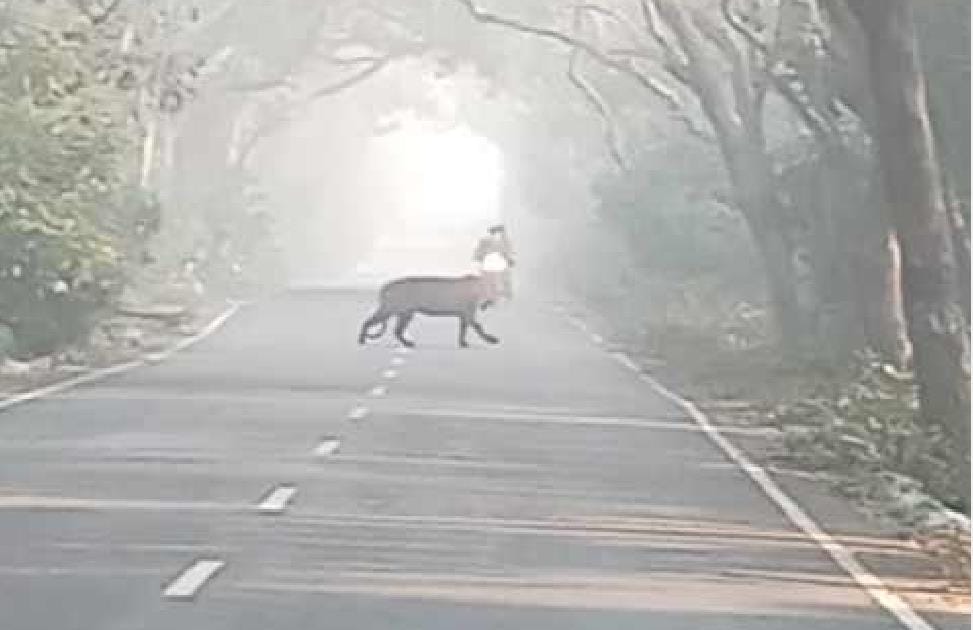नहीं रुक रही अमरिया क्षेत्र में बाघ की चहलकदमी