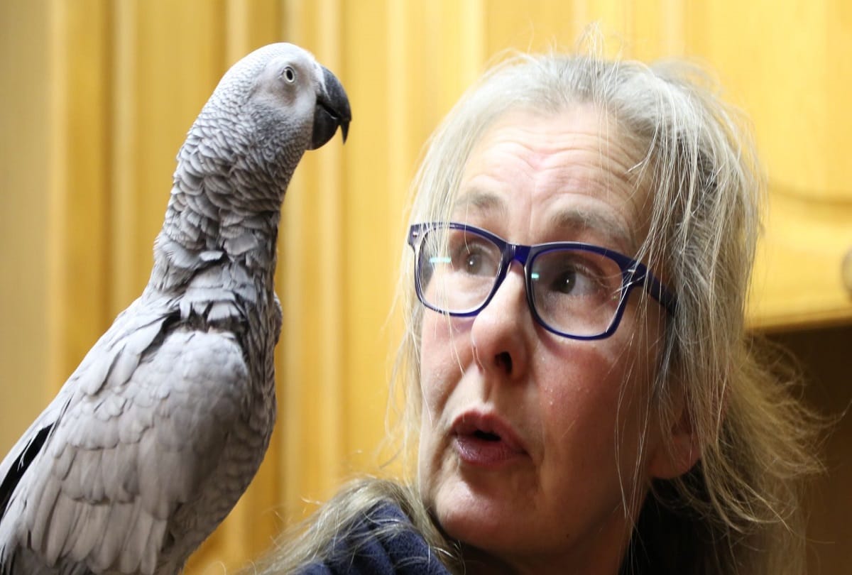 parrot Rocco online shopping with help of smart amazon alexa speaker in its owners voice
