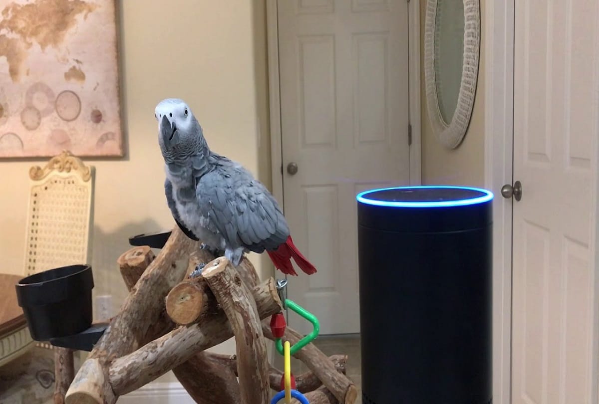 parrot Rocco online shopping with help of smart amazon alexa speaker in its owners voice