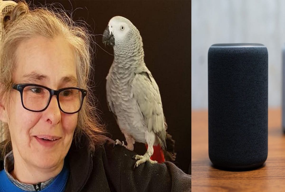 parrot Rocco online shopping with help of smart amazon alexa speaker in its owners voice