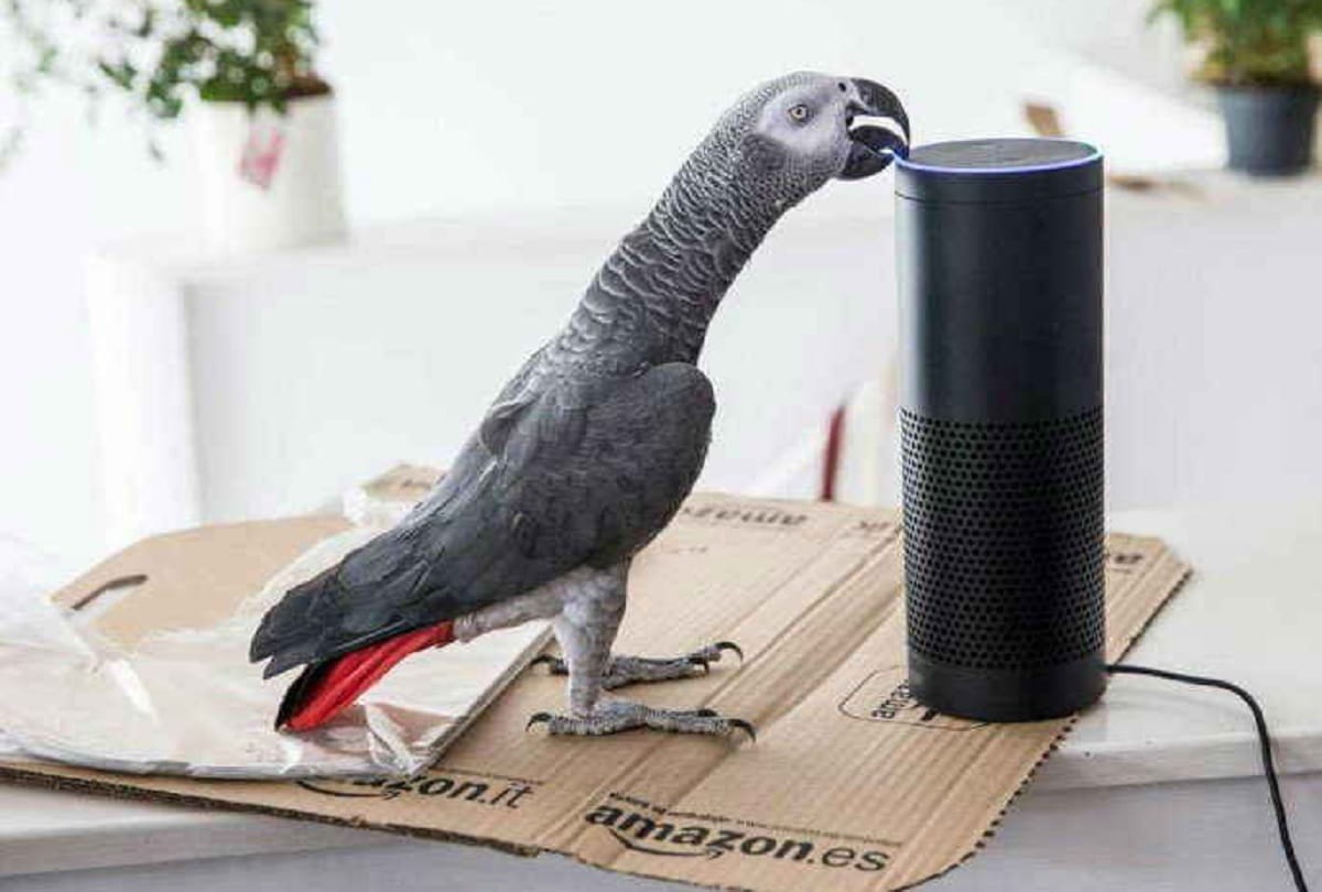 parrot Rocco online shopping with help of smart amazon alexa speaker in its owners voice