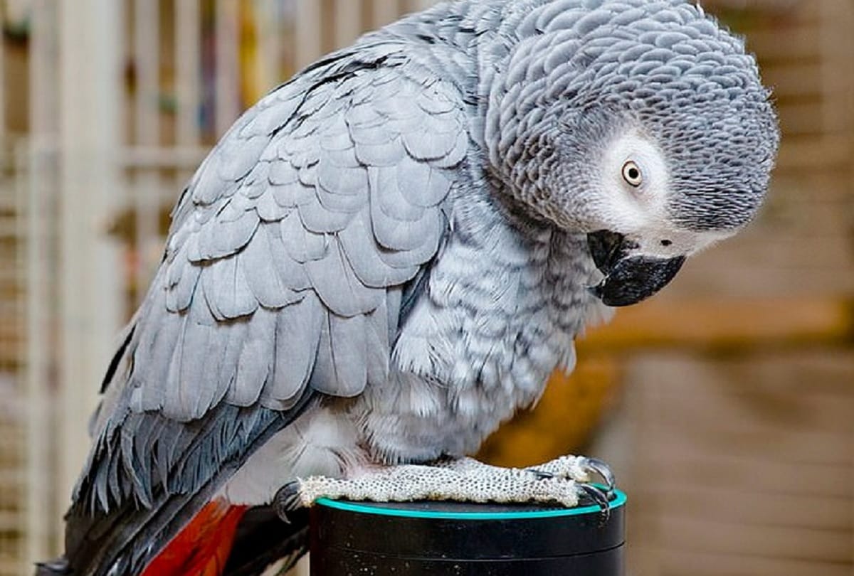 parrot Rocco online shopping with help of smart amazon alexa speaker in its owners voice