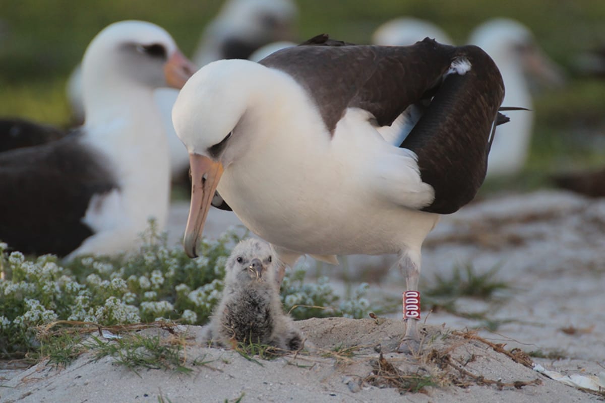 68 year old bird delivers baby 37th time 