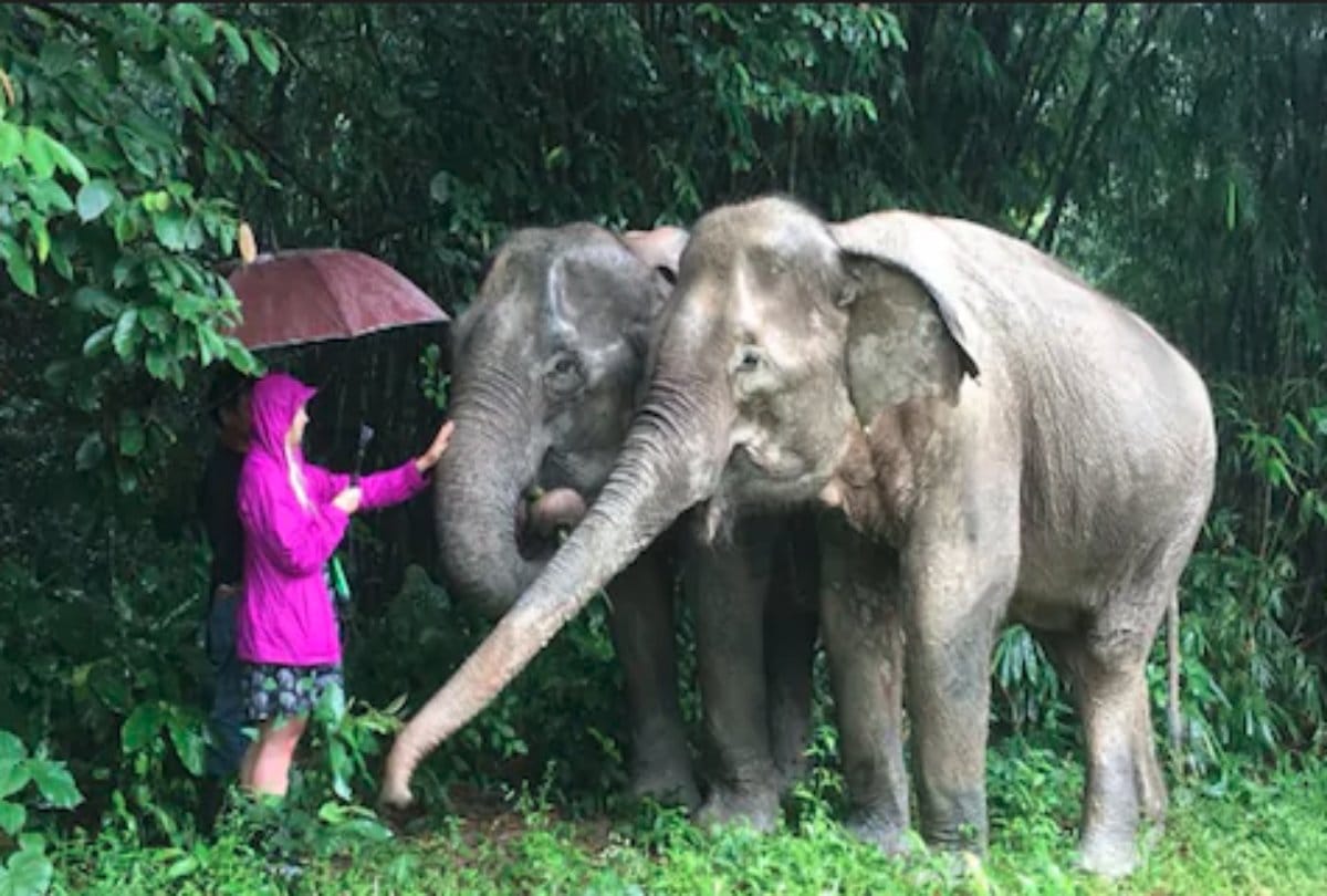 thailand elephant senctuary know interesting