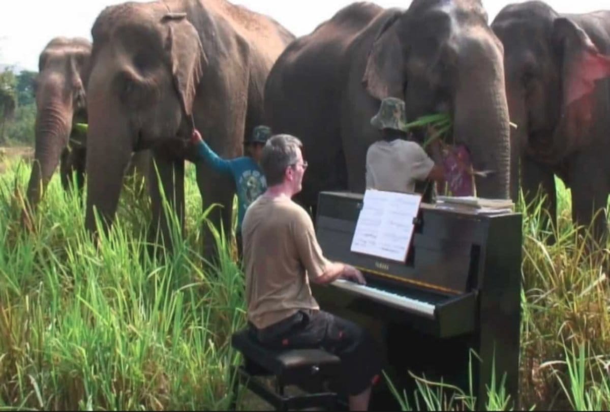 thailand elephant senctuary know interesting