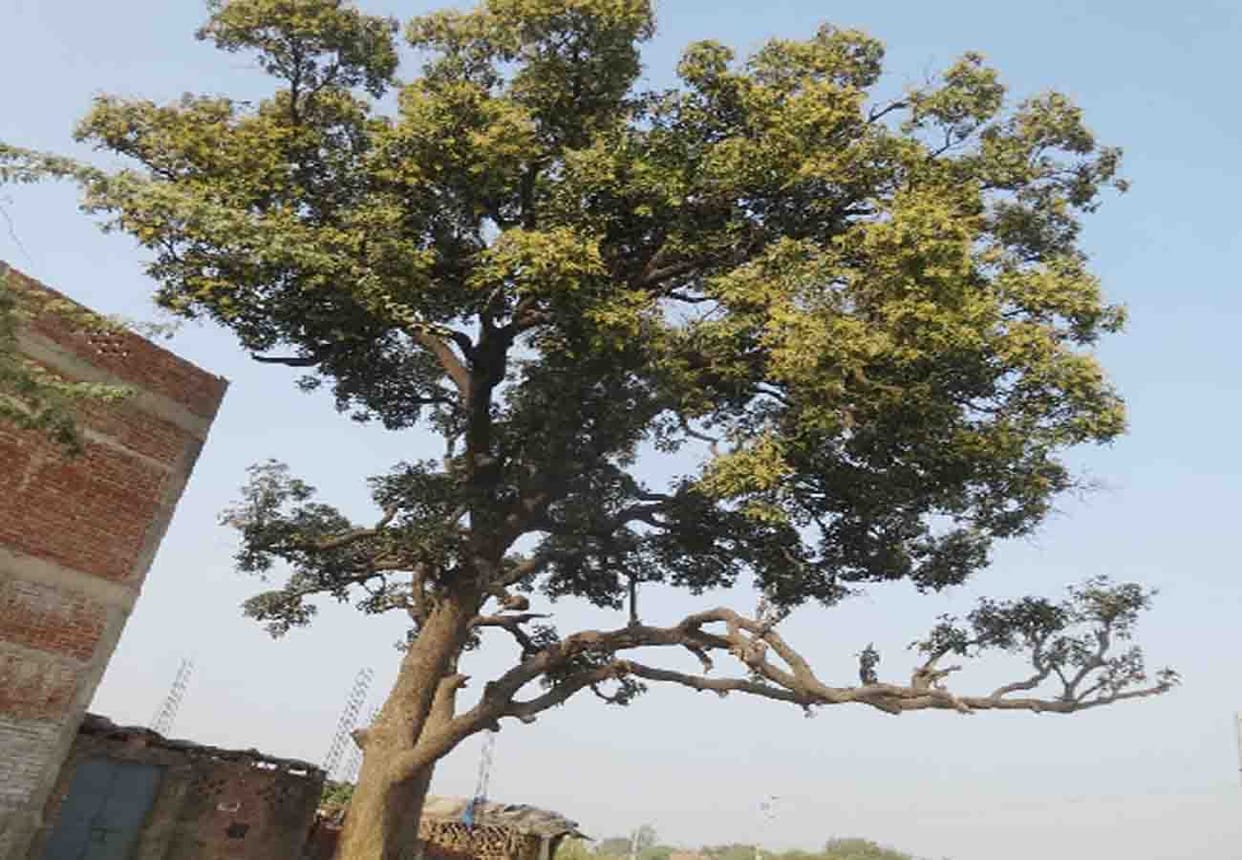 Forest department will save trees in Punjab by Re-transplanting