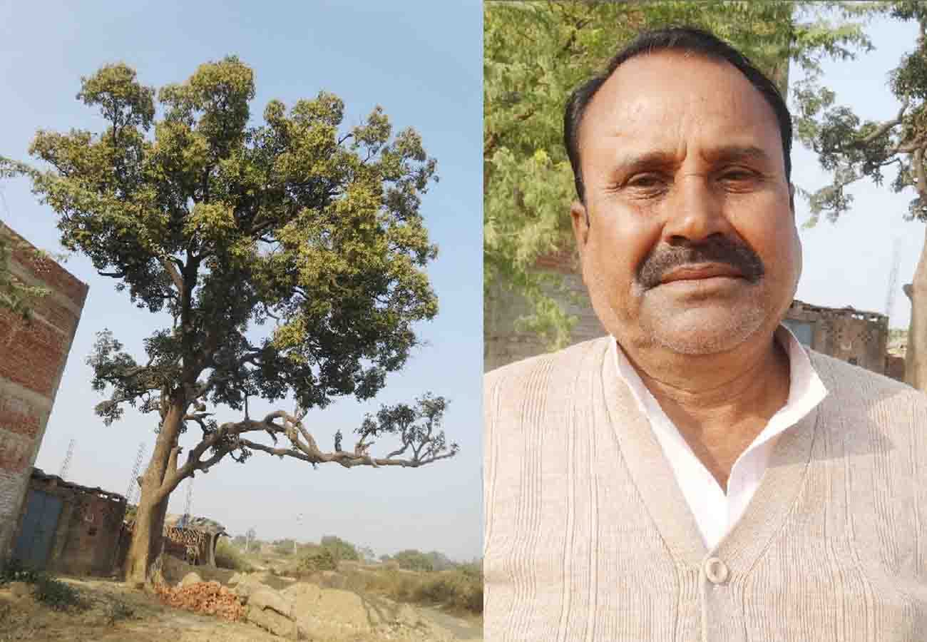 famous mango tree in discussion