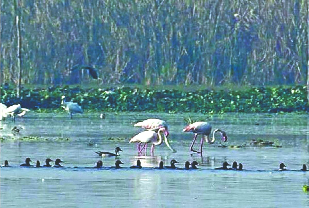 15 thousand birds reached at Okhla Bird Sanctuary