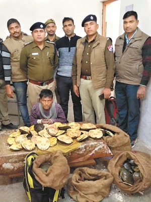 Smuggler caught on junction, 143 turtles recovered