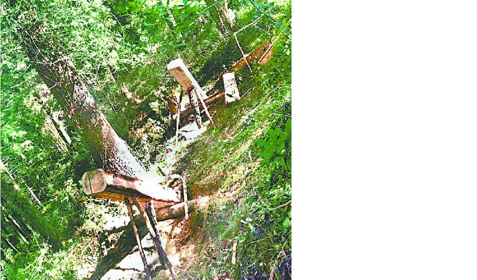 Illegally cut cedar tree in Bhoomalai
