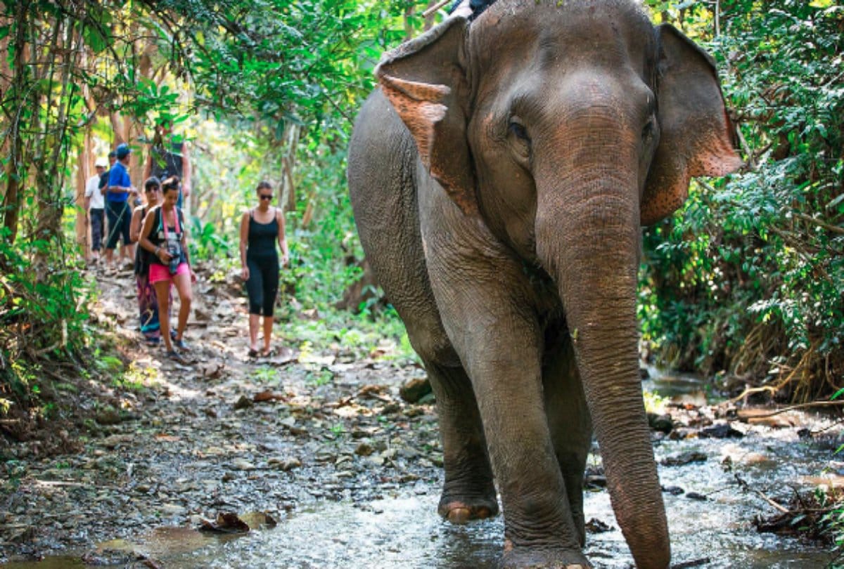 thailand elephant senctuary know interesting